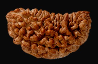 1. Mukhi Rudraksham
