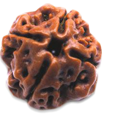 4. Mukhi Rudraksham