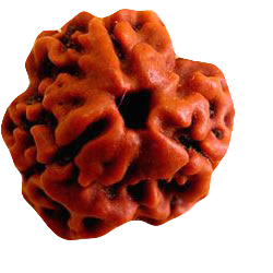 9. Mukhi Rudraksham