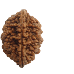 2. Mukhi Rudraksham